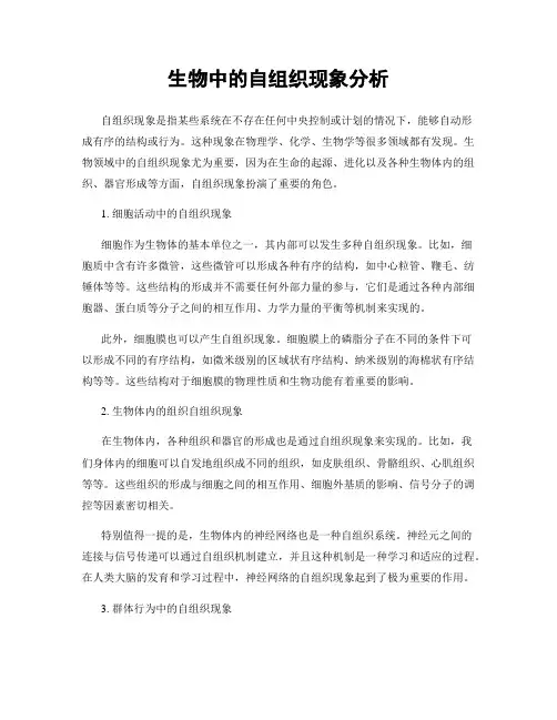 生物中的自组织现象分析