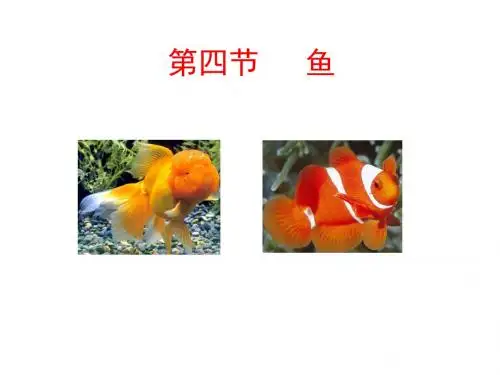 人教版八年级上册生物5.1.4鱼 (共29张PPT)