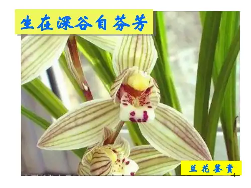 兰花鉴赏ppt课件
