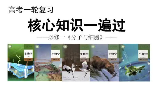 高中生物课件-第3讲 蛋白质-高三一轮复习