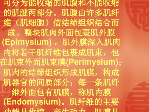 解剖学肌肉(课堂PPT)