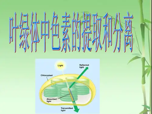 叶绿素的提取ppt