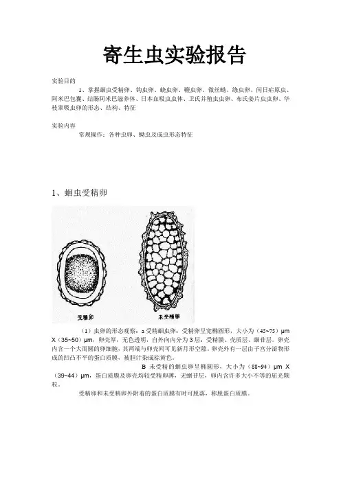 寄生虫实验报告 (2)