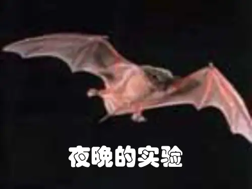 《夜晚的实验》PPT课件