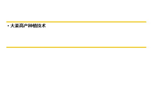 大姜高产种植技术