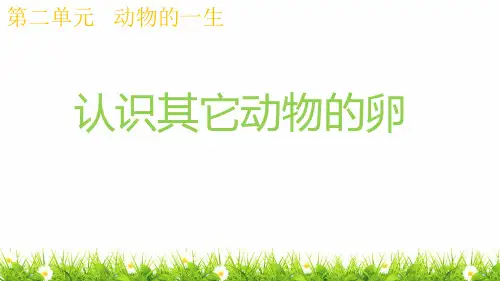 最新教科版科学三年级下册《认识其它动物的卵》精品课件