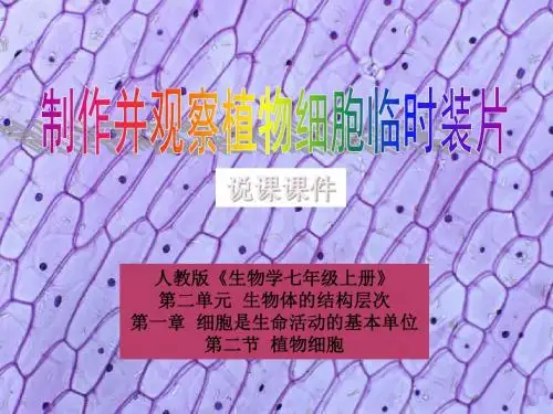 生物人教版七年级上册《制作并观察植物细胞临时装片》实验说课课件