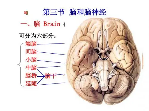 脑、脑神经-57页PPT资料