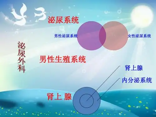 泌尿生殖系统的解剖与生理课件
