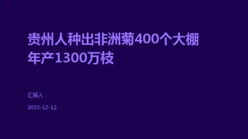 贵州人种出非洲菊400个大棚年产1300万枝