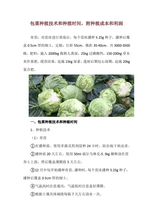 包菜种植技术和种植时间,附种植成本和利润