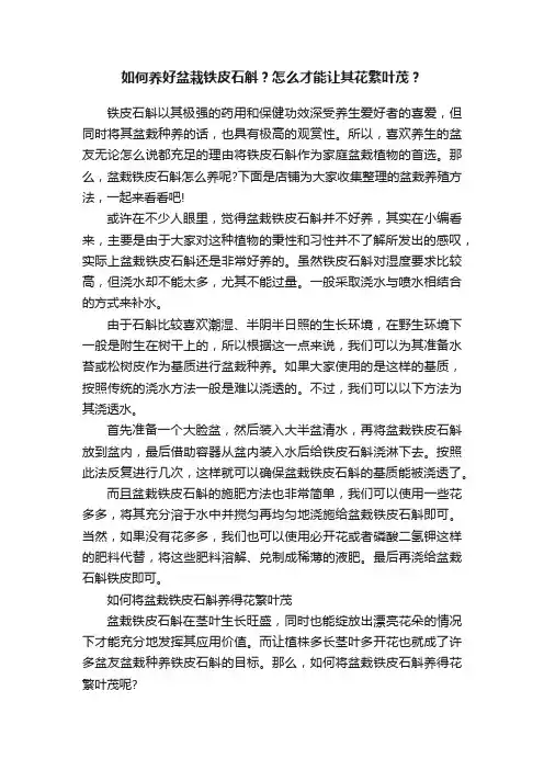 如何养好盆栽铁皮石斛？怎么才能让其花繁叶茂？