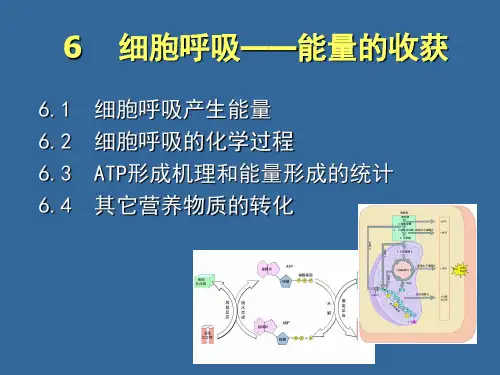 -细胞呼吸ppt课件