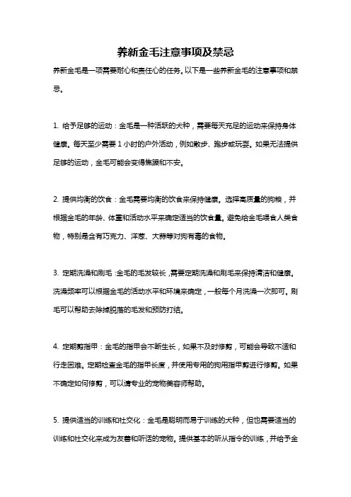 养新金毛注意事项及禁忌