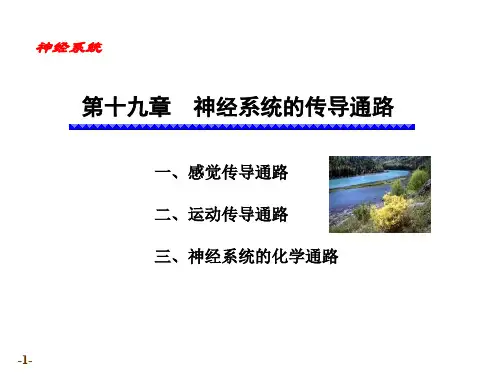 第十九章 传导通路