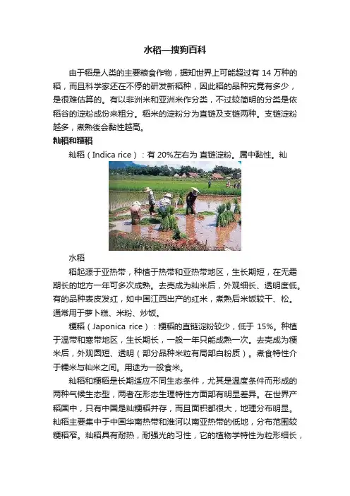 水稻—搜狗百科