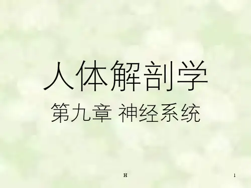 人体解剖学第九章神经系统周围神经系统ppt课件