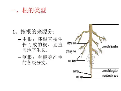 根的形态及变态ppt课件