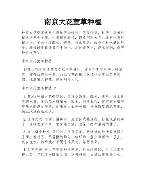 南京大花萱草种植