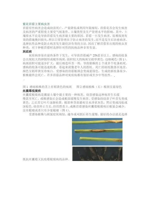 紫花苜蓿主要病虫害汇总