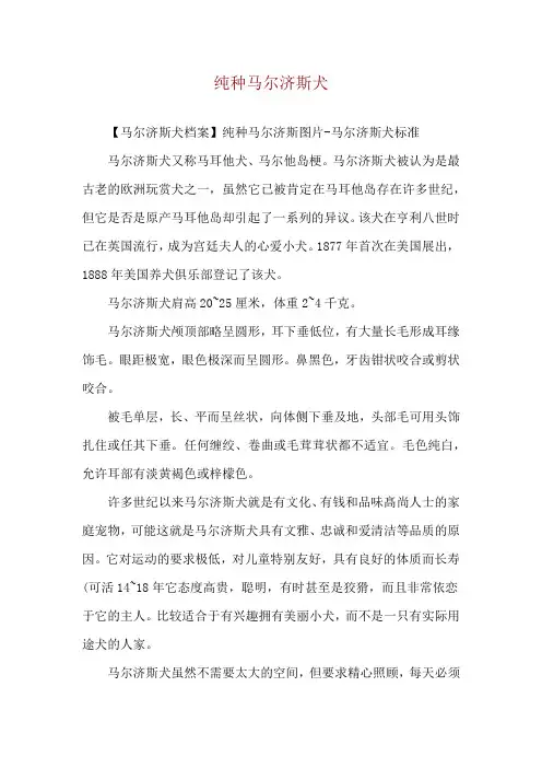 纯种马尔济斯犬