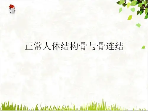 正常人体结构骨与骨连结PPT.
