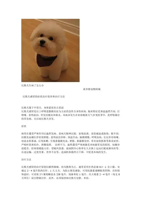 比熊犬生病了怎么办