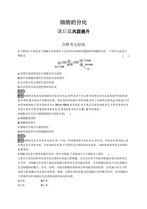 高中生物(新人教版)必修第一册课后习题：细胞的分化(课后习题)【含答案及解析】
