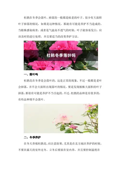 杜鹃冬季落叶吗,叶子发白怎么回事