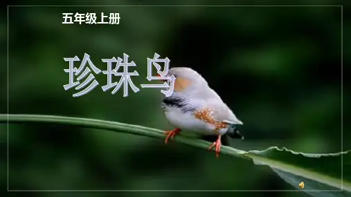 统编版五年级语文上册4《珍珠鸟》课件(共31张PPT)(1)