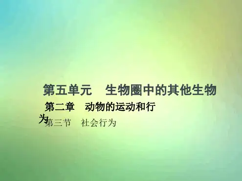 八年级生物上册523社会行为课件新版新人教版