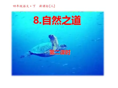 四年级下册语文课件-8自然之道第二课时 人教新课标(共19张PPT)