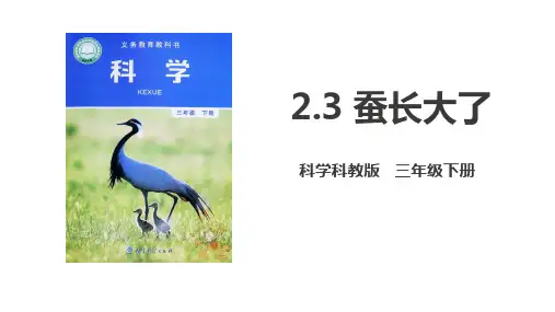 教科版三年级科学下册 (蚕长大了)新课件