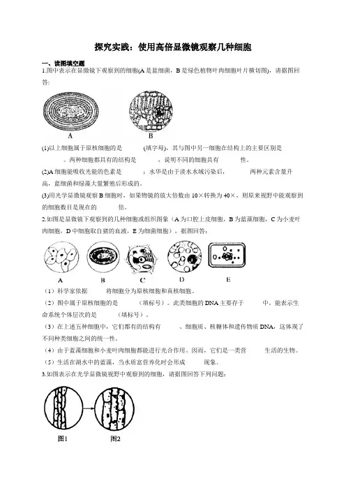 高一生物必修一实验与探究专项训练：1使用高倍显微镜观察几种细胞