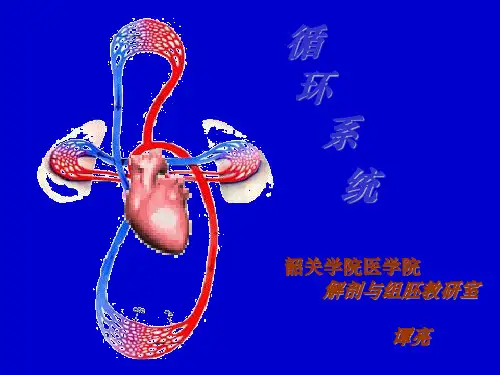 10循环系统