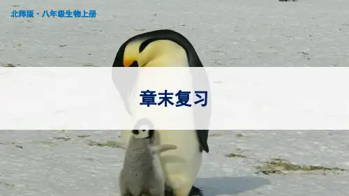 北师版八年级生物上册第19章《生物的生殖和发育》章末复习课件