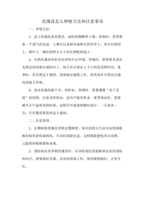 玫瑰花怎么种植方法和注意事项