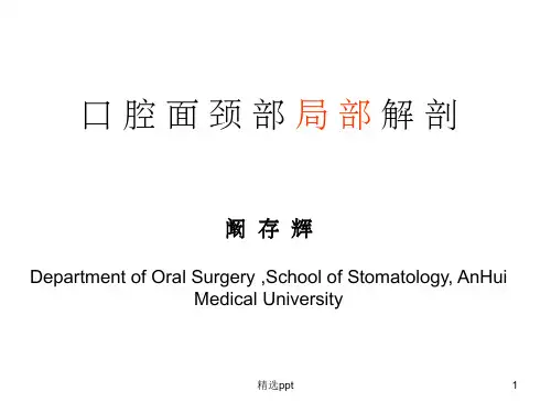 口腔解剖生理学(局部解剖)