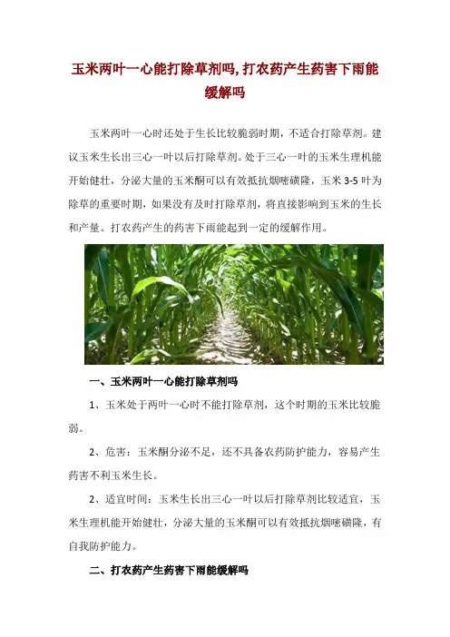 玉米两叶一心能打除草剂吗,打农药产生药害下雨能缓解吗