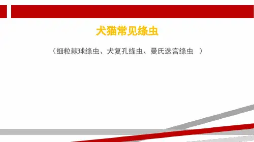 犬猫常见绦虫