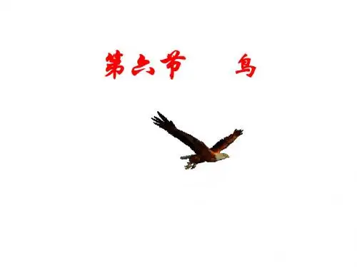 人教版八年级生物上册5.1.6鸟 课件 (共69张PPT)