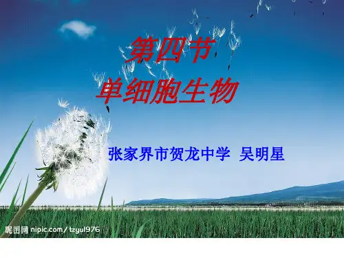 人教版七年级生物上册：第二单元 第二章 第四节 单细胞生物 课件(共30张PPT)