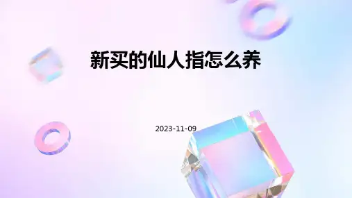 新买的仙人指怎么养