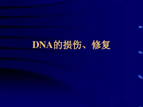 第三章DNA的损伤、修复及突变