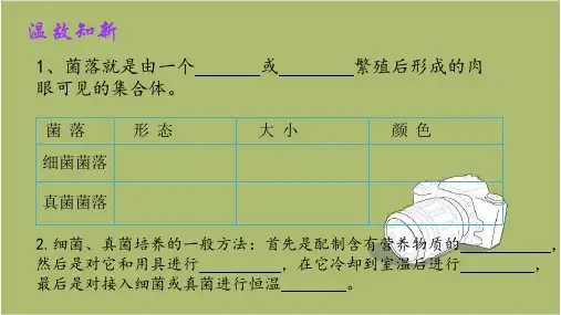 人教版八年级生物上册5.4.2 细菌