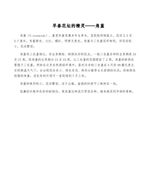 早春花坛的精灵——角堇