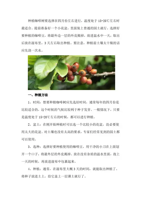 咖啡树种植和注意事项