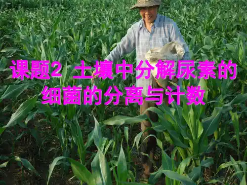 人教版高中生物选修一专题二课题2《土壤中分解尿素的细菌的分离与计数》 课件(共19张PPT)