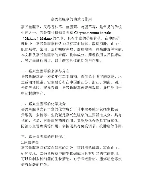 嘉兴鱼腥草的功效与作用