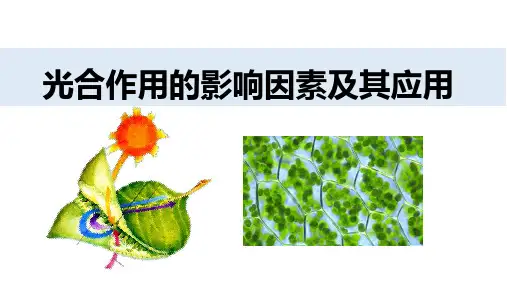 高三生物一轮复习课件光合作用的影响因素及其应用